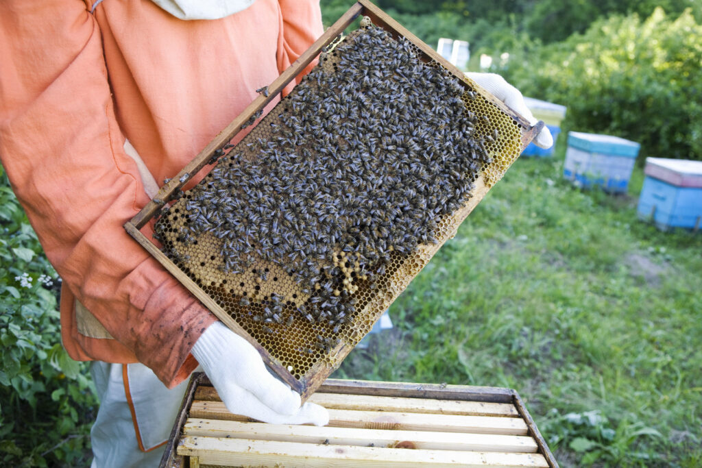 beekeeper-holding-honeycomb-with-honey-bees