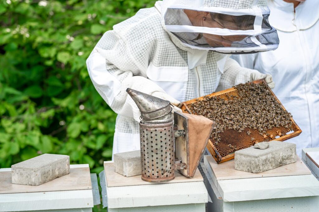 woman-with-a-wax-frame-with-bees-in-beekeeping