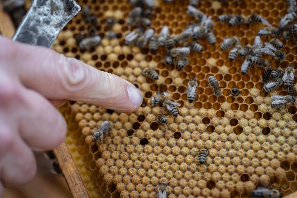 beekeeper-inspecting-bees