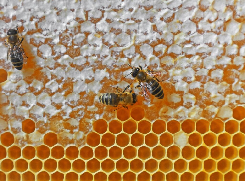 honeybees-on-comb