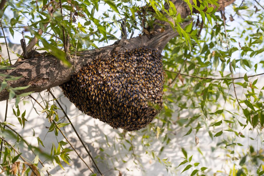 honeybee-swarm-hanging-on-the-tree