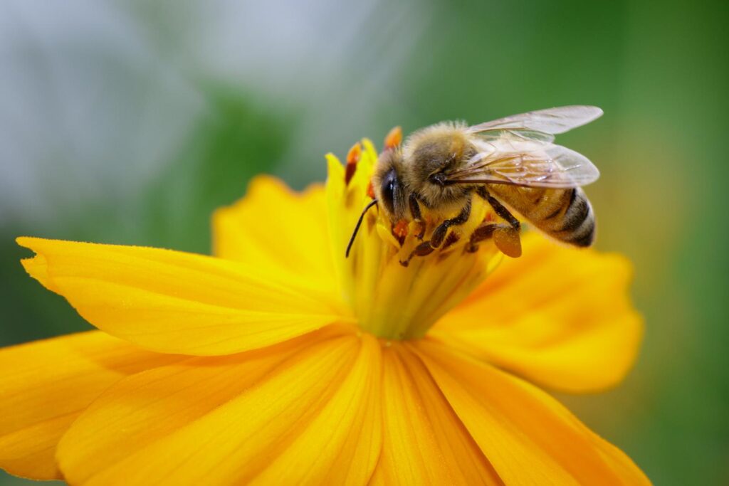 honeybee-on-yellow-flower-collects-nectar