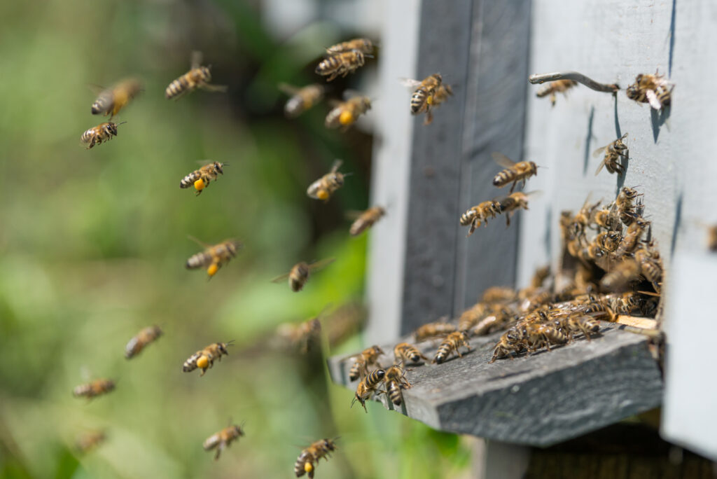 bees-entering-beehive