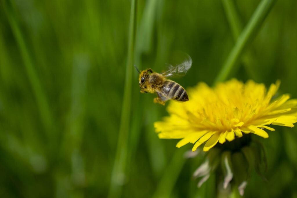 bee-covered-with-yellow-pollen-on-a-dandelion-flower