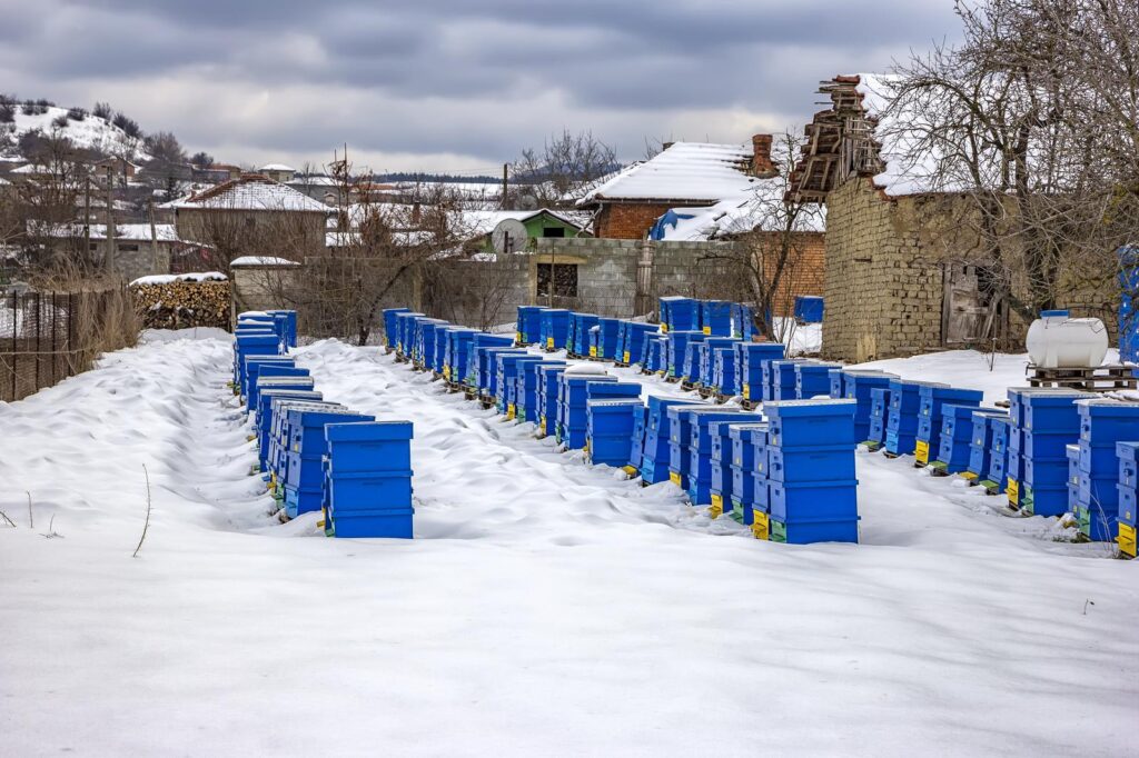 many-beehives-covered-with-snow